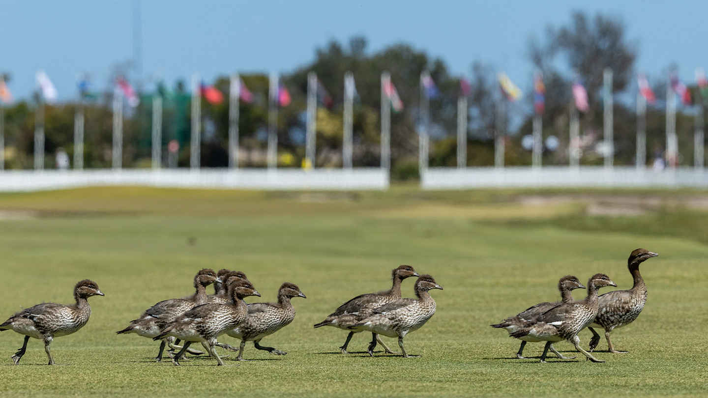 Australian wood ducks run across the fairway