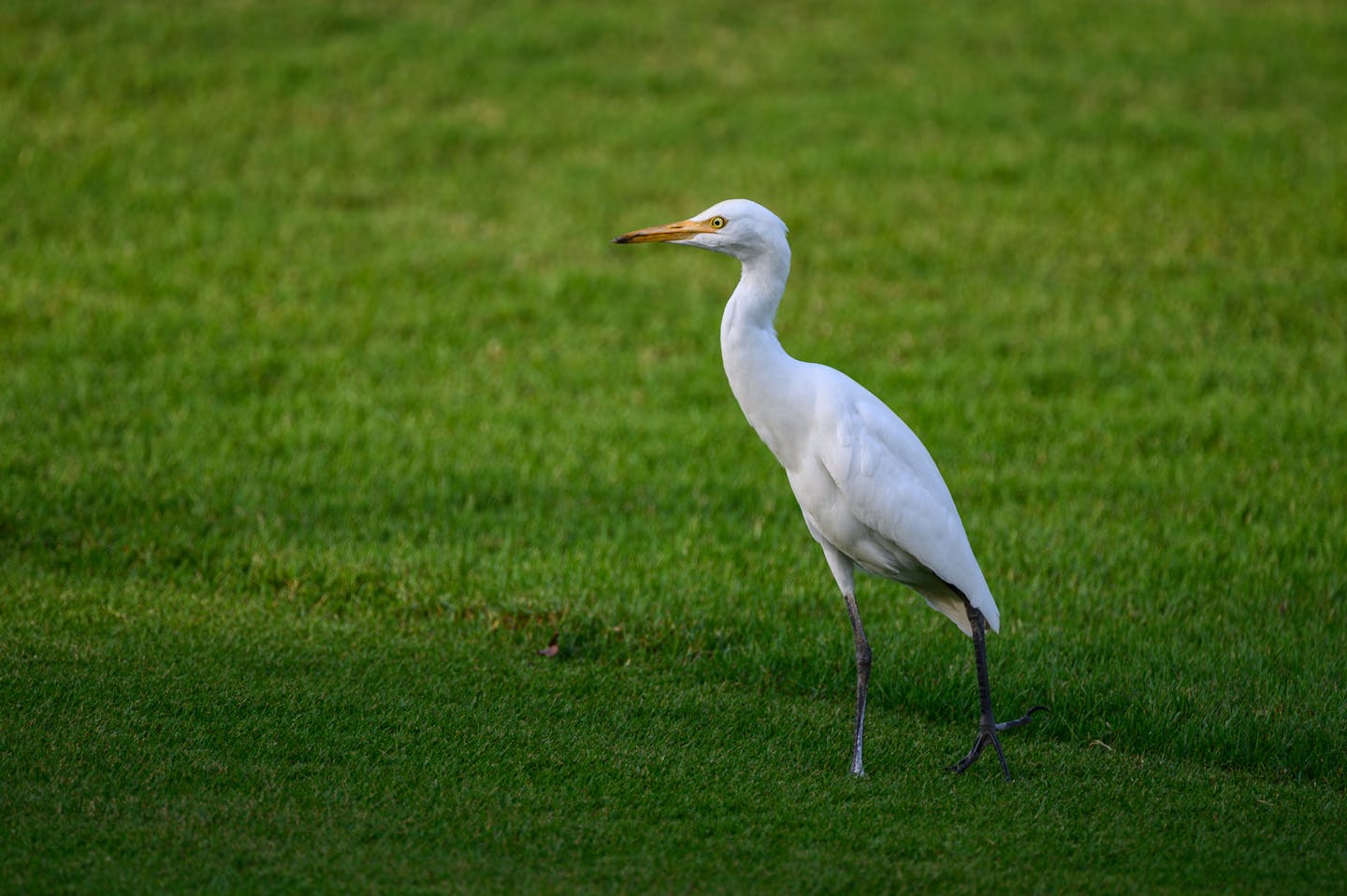 Great white egret at Amata Spring