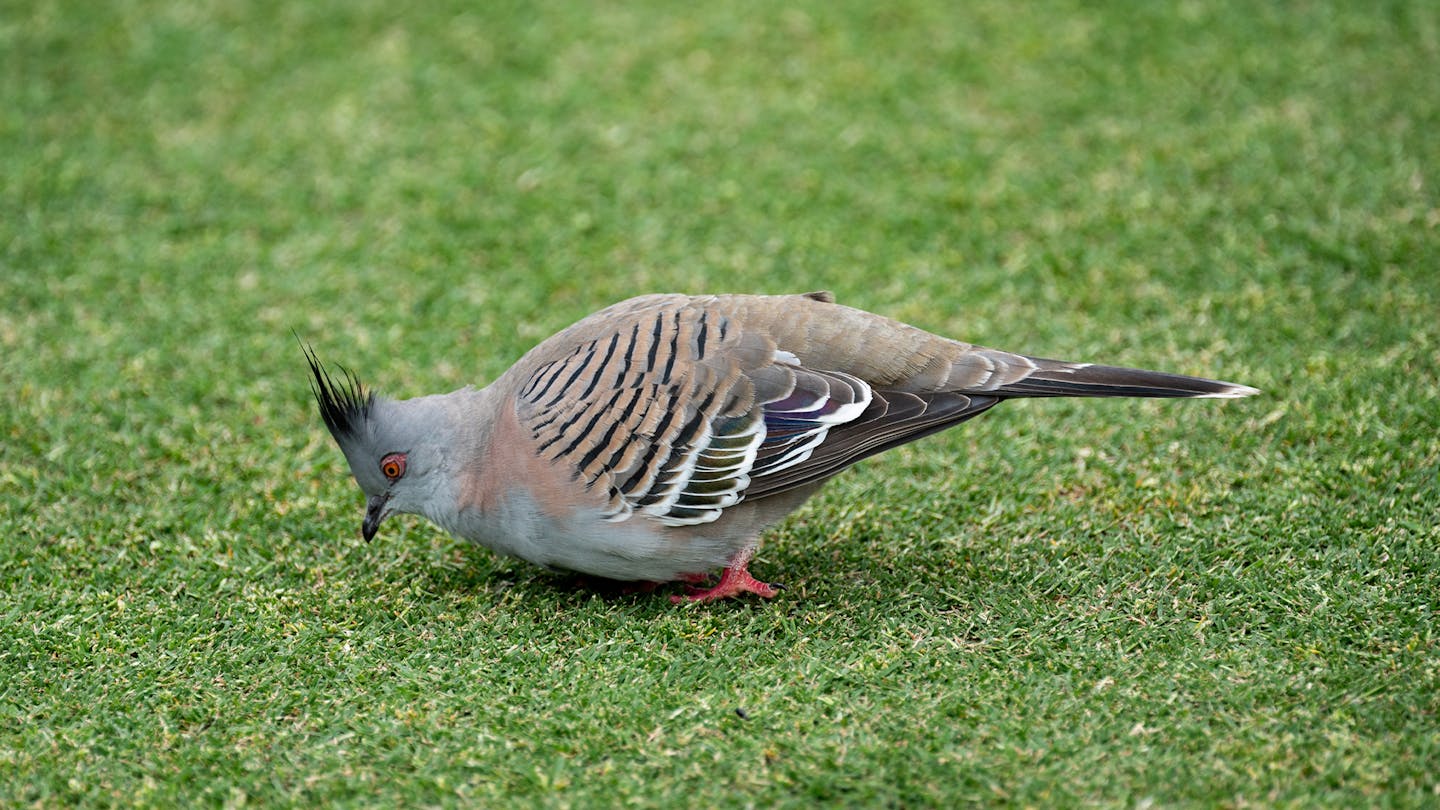 Crested pigeon at AAC 2023