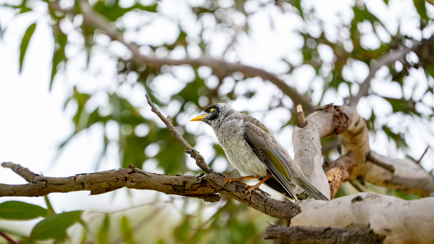 A noisy miner bird watches over the golf course