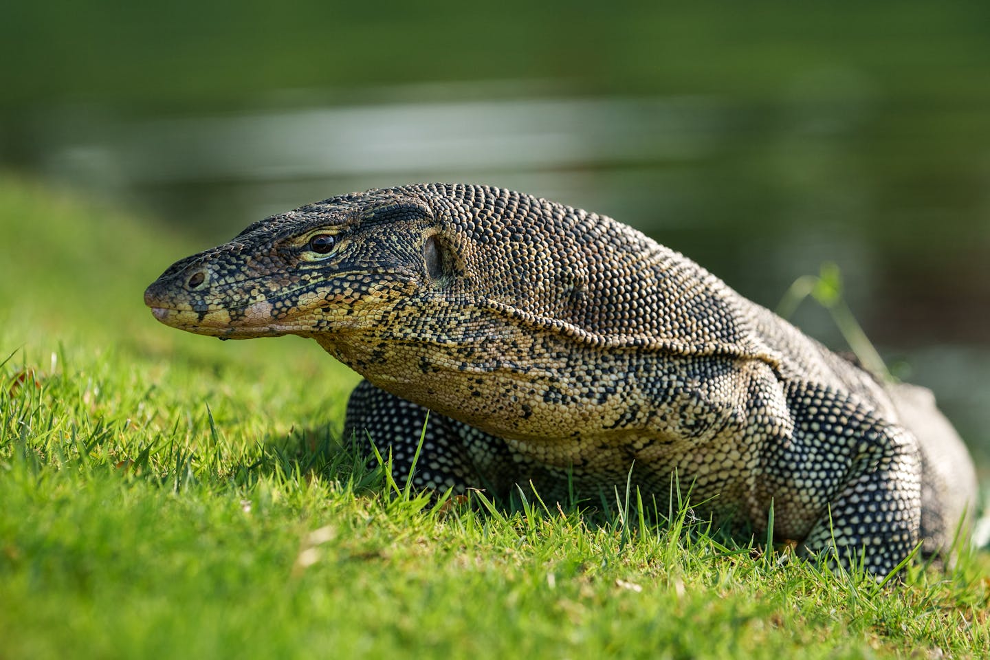 Asian monitor water lizard emerges from the lake