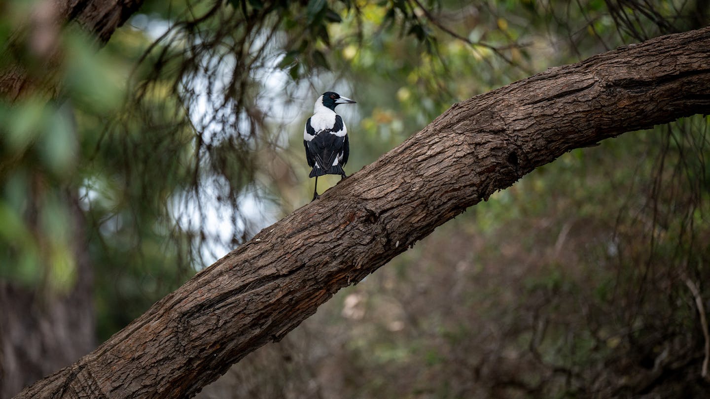 Australian magpie on first practice day