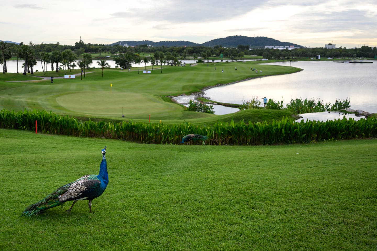 A peacock looks over the 18th hole